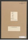 Diatomeae indet. Zeichnungen Sammlung Grunow Nr. 2593 (NHMW-BOT-W0369784)